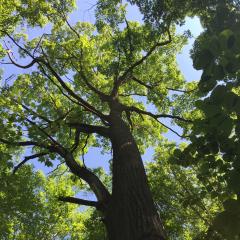 Mature Red oak photo