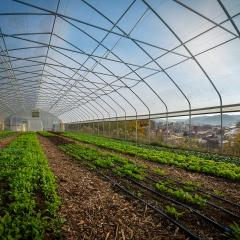 Urban Ag High Tunnel Photo