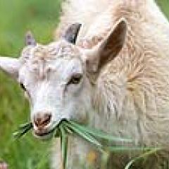 Goat Grazing