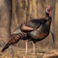 Turkey photo