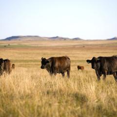 rangeland with cows
