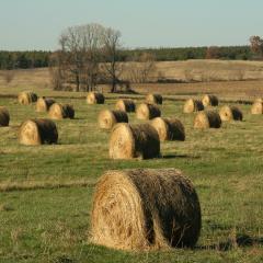 Bale Grazing photo