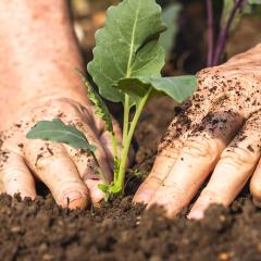 Male hands planting kohlrabi
