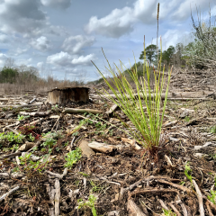 USDA/NRCS LOUISIANA ANNOUNCES CONTRACT RENEWAL SIGN-UP FOR CONSERVATION STEWARDSHIP PROGRAM (CSP)