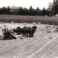 Minnesota Historic Photo of 4 Horses pulling a swather.