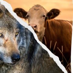 wolf-cattle interaction