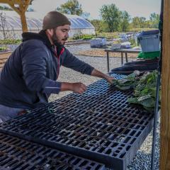 producer cleaning lettuce