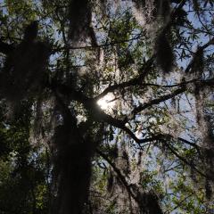 Sunlight coming through a tree with Spanish moss
