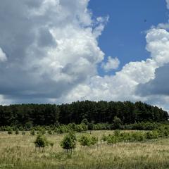 Green pastures with rows of trees through them, with a mature stand of trees in the background