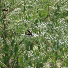 Pollinators