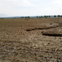 Crop field with vegetation damaged by hail and debris dams from heavy rain.