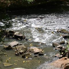 Georgia Stream with Butterflies