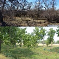 Before and after of landscape 