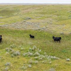 cows in pasture