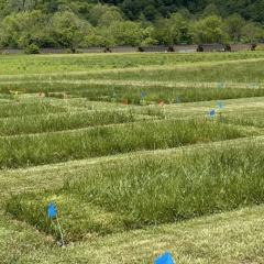 WV Plant Materials Center hayland test plot