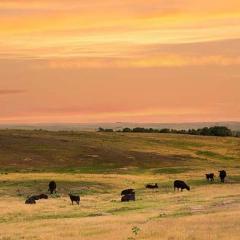 Cows grazing in low hilly grassland under an orangey-pinkish cloudy sky near sunset