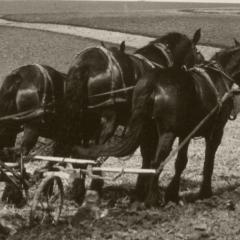 Man on horse-driven plow, contour farming during the Dust Bowl
