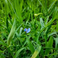 Chickling Vetch