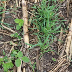 Close up photo of soybeans mixed with cover crop and corn stubble. 