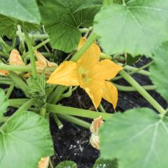 A yellow flower blooming against the green leaves of a squash plant