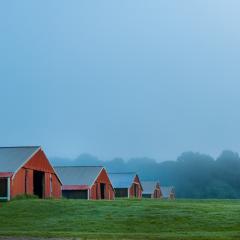 red chicken houses with a foggy sky
