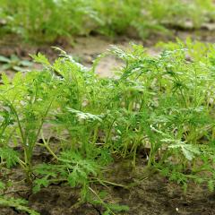Young phacelia plant