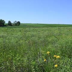 Iowa Prairie