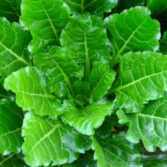 Sugar Beet Plant