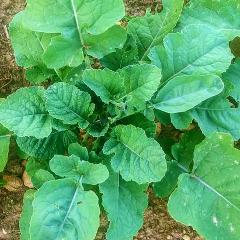 Forage Cabbage