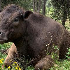 A close-up photo of a lone cow laying on grass.