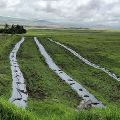 Landscape picture of Waimea.