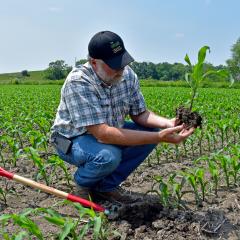 Iowa NRCS Soil Scientist Jason Steele looks at corn roots during a soil health training in southeast Iowa.