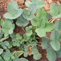 Sweet Clover