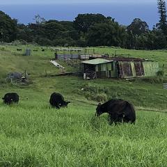 Cattle
