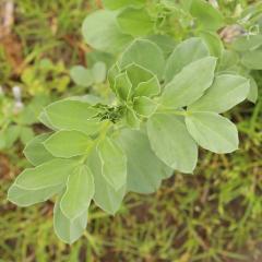 Faba bean leaves