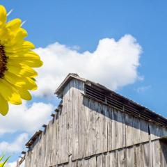 Sunflower in foreground, roof of barn in the background