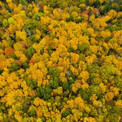 Fall color near Shelburne, Massachusetts, on October 16, 2019. USDA Photo by Lance Cheung. 