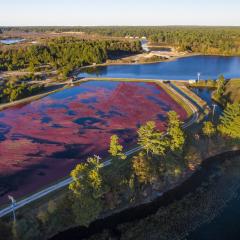 Aerial view of a flooded cranberry bog ready for wet-harvesting in South Carver, Massachusetts, on  October 19, 2019. For more information please the album description. USDA Photo by Lance Cheung.