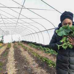 Sharrona Moore, the found of Lawrence Community Gardens, harvests collard greens in the garden's high tunnel on Feb. 2, 2021. The high tunnel was funded in part through the Natural Resources Conservation Services' Environmental Quality Incentives Program (EQIP), which Moore signed up for in 2018. The EQIP funding will also be used to plant a hedgerow at the garden located in Lawrence, Indiana. (Indiana NRCS photo by Brandon O'Connor)
