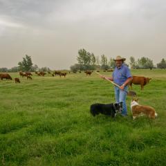 A farmer and his dogs and cattle on his property that is flood-irrigated. Hermiston, Oregon. 8/12/2014 BOR Photo by Kirsten Strough