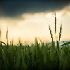 closeup of green grains in a field