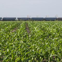 Corn field in Hondo, Texas, on April 9, 2021.  USDA Photo/Media by Lance Cheung.