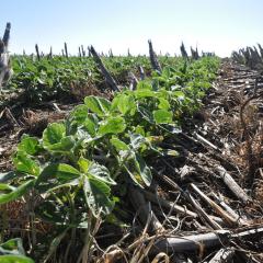 Soybeans grow through a dense blanket of diverse cover crop residue in this Nebraska field. USDA-NRCS photo by Ron Nichols