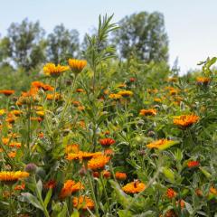 Flowers grow in a field as part of a pollinator planting at Peaceful Belly Farm in Caldwell, Idaho on July 7, 2022. Peaceful Belly has a number of pollinator plantings in order to draw pollinators, such as Monarch butterflies, to their crops. (NRCS photo by Carly Whitmore)