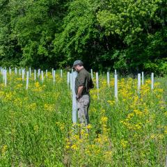 John Lawrence, Sycamore Land Trust executive director, checks one of the nearly 3,000 trees planted in May 2022 at Fix-Stoelting Nature Preserve in Bean Blossom Township, Indiana during a visit May 26, 2023. The property is one of 56 totaling nearly 11,000 acres owned or managed by the Sycamore Land Trust for conservation purposes. Sycamore worked with USDA’s Natural Resources Conservation Service through the Environmental Quality Incentives Program to transform the nearly 10-acre crop field at Fix-Stoelt
