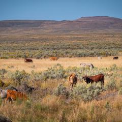 Cattle grazing on rangeland near Jordan Valley, OR. 9/13/2023 by USDA/Kirsten Strough