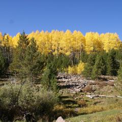 A burst of color can be seen along Red Cloud Loop Road/Forest Service Road 018 in the Vernal Ranger District on the Ashley National Forest, UT. USDA Photo by Louis Haynes.