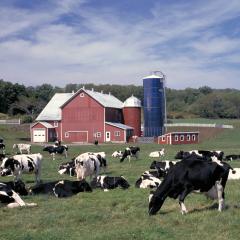 Hallaway Dairy Farm in Delhi, NY, September 1999. USDA Photo.