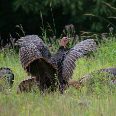 This flock of male turkeys (toms) roamed near a New Hampshire airport.  Research tracking the movements and habits of these birds helped Wildlife Services biologists explore solutions to reduce turkey traffic and boost aviation safety. USDA Photo by D. Bargeron.