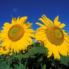 Sunflowers grow in field in Fargo, ND. USDA photo by Bruce Fritz.
